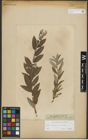 Foto von Salix repens L. x Salix viminalis L.